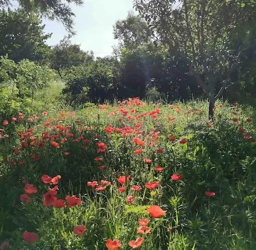 Ferienhaus Akacliget Vendeghaz Zamárdi